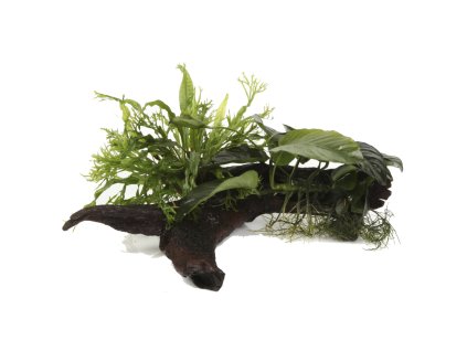 16919 1 microsorum anubias duet na korenu