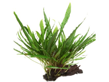 16922 1 microsorum pteropus na korenu