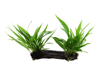 008 YWX Microsorum pteropus RGB (1)