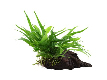 008A YWS Microsorum pteropus Narrow RGB (1)