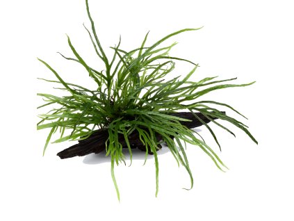 16934 1 microsorum pteropus trident na korenu