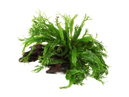 16937 1 microsorum pteropus windel v na korenu