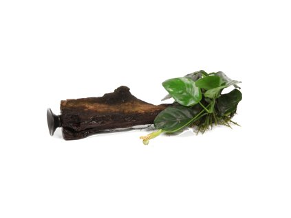 16946 anubias barteri nana s prisavkou