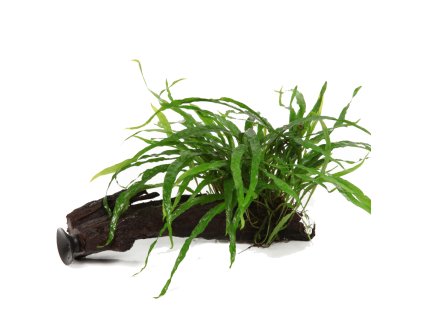 16949 1 microsorum pteropus narrow s prisavkou