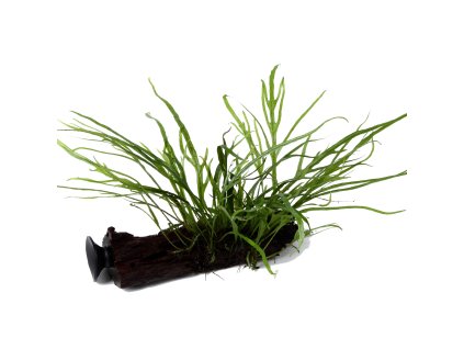 16952 1 microsorum pteropus trident s prisavkou