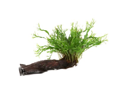 16955 1 microsorum pteropus windel v s prisavkou