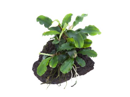 16961 bucephalandra pygmaea bukit kelam na lavovem kameni