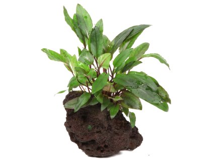 16964 cryptocoryne beckettii petchii na lavovem kameni