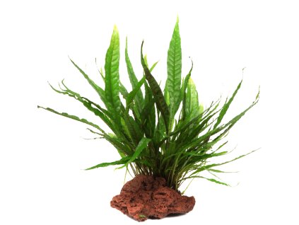 16967 1 microsorum pteropus na lavovem kameni