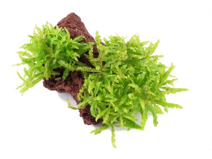 16970 1 pogostemon helferi na lavovem kameni