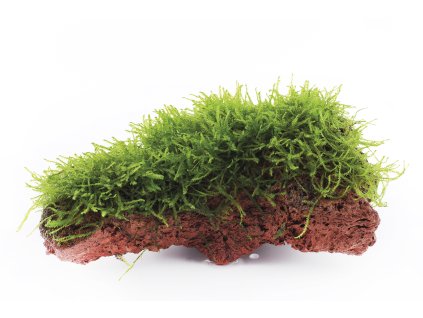 16973 1 taxiphyllum barbieri bogor moss na lavovem kameni