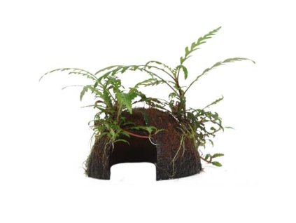 16979 1 hygrophila pinnatifida na kokosu