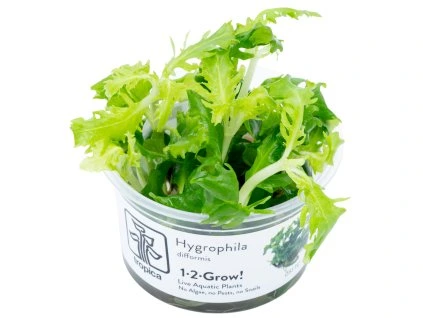 17069 hygrophila difformis in vitro