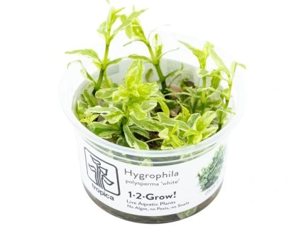 17072 hygrophila polysperma white in vitro