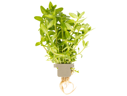 Bacopa caroliniana, clip