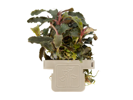 Bucephalandra 'Kedagang', clip