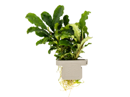 Bucephalandra pygmaea 'Bukit Kelam', clip
