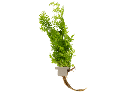Ceratopteris thalictroides, clip