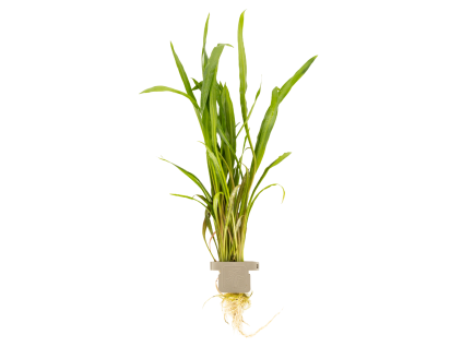 Cryptocoryne spiralis 'Red', clip