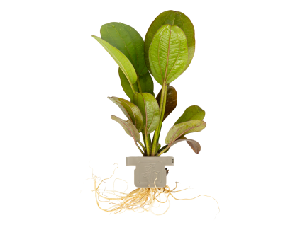 Echinodorus 'Reni', clip