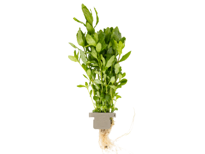 Hygrophila polysperma, clip