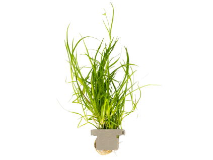 Juncus repens, clip