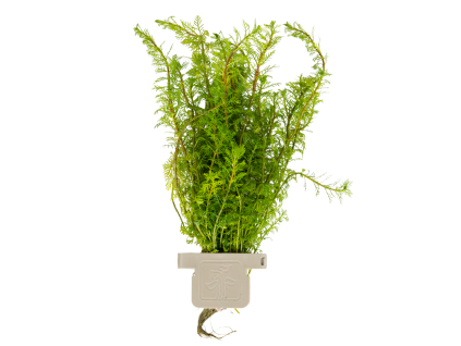 Myriophyllum mattogrossense, clip
