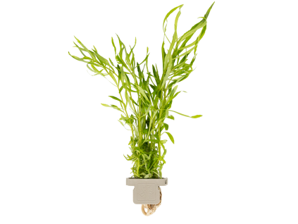 Pogostemon quadrifolius, clip