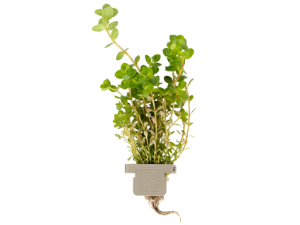 Rotala rotundifolia, clip