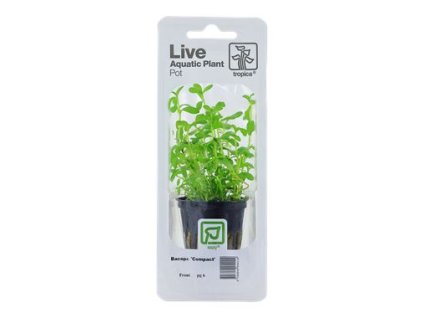 2061 2 pictureprovider aspx z 900 format jpeg path 52195 2f03 52195 20bacopa 20 compact 20v 20blistru 2