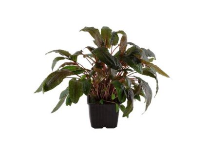 01 53457%20Cryptocoryne%20wendtii%20'Tropica' 2