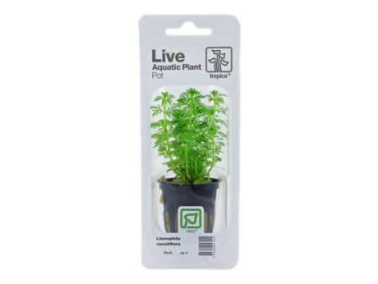 8424 3 pictureprovider aspx z 900 format jpeg path 52197 2f03 52197 20limnophila 20sessiliflora 20v 20blistru 2