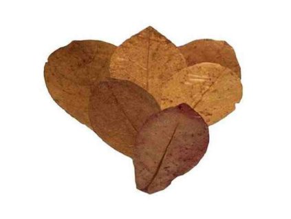 8436 01 19897 20listy 20mandlovn c3 adku 20mo c5 99sk c3 a9ho 20m 2010 20ks 1