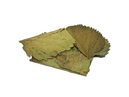 8454 01 19901 20listy 20moru c5 a1ovn c3 adku 2010 20ks 1