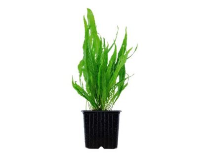 01 53464%20Microsorum%20pteropus%20XL 2