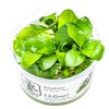 13848 3 anubias barteri nana 1 2 grow