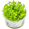 13851 2 bacopa caroliniana 1 2 grow