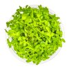 13851 3 bacopa caroliniana 1 2 grow