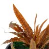 pictureprovider.aspx?z=900&format=jpeg&path=53484%2F04 53484%20Cryptocoryne%20albida%20'Brown' 3