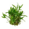 pictureprovider.aspx?z=900&format=jpeg&path=52161%2F25 52161%20Cryptocoryne%20wendtii%20'Green' 26