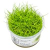 13941 3 eleocharis pusilla mini bahnicka nejmensi 1 2 grow