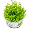 13950 1 gratiola viscidula 1 2 grow