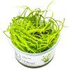 13992 2 juncus repens in vitro