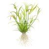 13992 juncus repens in vitro