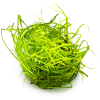 13992 juncus repens in vitro