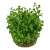 pictureprovider.aspx?z=900&format=jpeg&path=52339%2F32 52339%20Rotala%20'Bonsai' 33