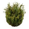 pictureprovider.aspx?z=900&format=jpeg&path=52314%2F29 52314%20Rotala%20wallichii 30