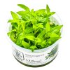 14127 2 staurogyne repens 1 2 grow
