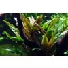 16541 3 cryptocoryne undulata broad leaf 1 2 grow