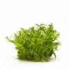 16544 1 limnophila aquatica 1 2 grow